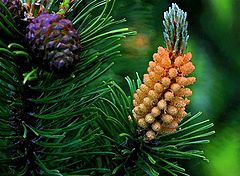 фото "Pine"