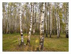 photo "Russian forest"