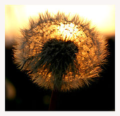 photo "Flower in the evning sun"