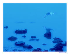 photo "Blue Flight"