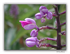 photo "Florescence"