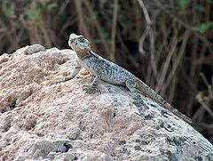 photo "Desert agama"