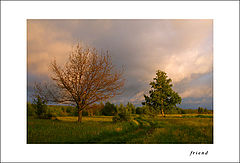 photo "Two trees and the clouds"