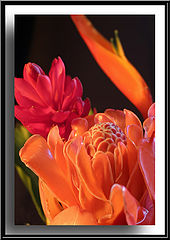 фото "Flowers 1"