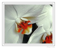 фото "... flower ..."
