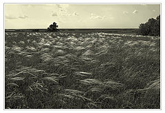 фото "Ковыль-трава"