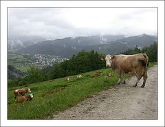 photo "Tuernitz Cow"