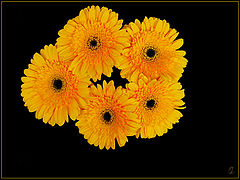 photo "Flowers for Tanja"