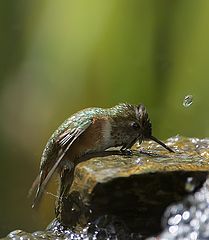 photo "Hummer and waterfall"