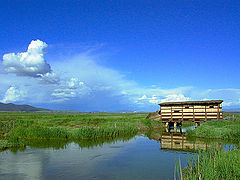 photo "The hut in the marsh"