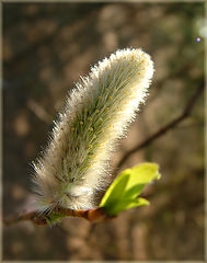 фото "Sunny memories"