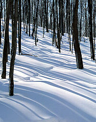 photo "Snow and Shadows"
