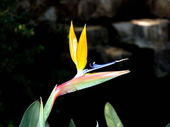 photo "Paradise bird"
