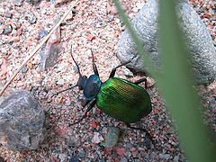photo "The bug"