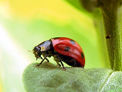 photo "lady-bird"