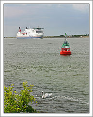photo "2 swans"