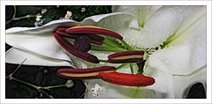 photo "Flower"