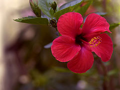 фото "FLOWER V"