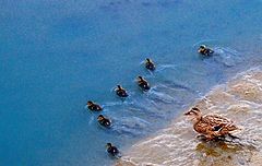 photo "First Swim"