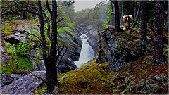 фото "The troll"