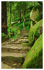 photo "Natural Stairs"