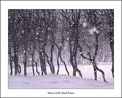 фото "Dance of the Small Swans"