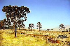 photo "Araucarias"