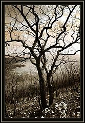photo "***"