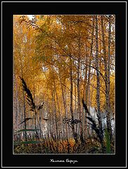 фото "Yellow Birch"