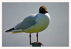 photo "Sea bird"