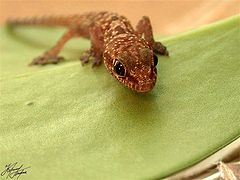 photo "Hunting Gecko"