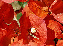 photo "bougainvillea"