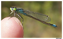 photo "Little Dragonfly"
