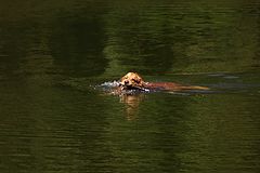 photo "Playing on the lagoon"