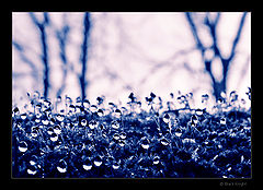 photo "Small Miracles..."