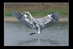 photo "Serial Killer - Grey Heron - Ardea cinerea"