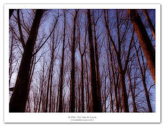 photo "trees I"