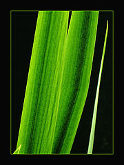 фото "Deep green"