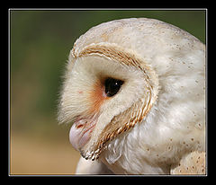 photo "Serial Killer - Barn Owl - Tyto alba erlangeri"
