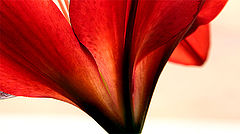 photo "Lady in red"