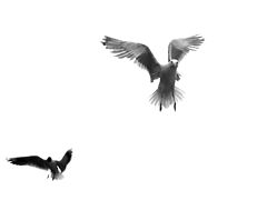 фото "attack"