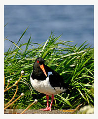 photo "Sea bird II"