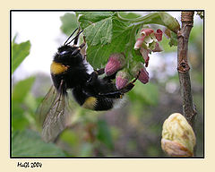 photo "Shaggy bumblebee, on fragrant hop..."