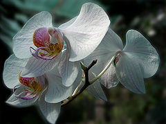 photo "Wild orchid"