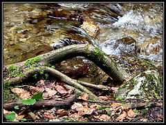 photo "Stream"