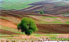photo "Spring geomentry"