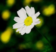 photo "drops..."
