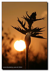 photo "dancing before the night"