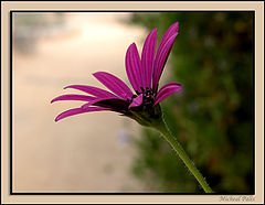 photo "Margarita"