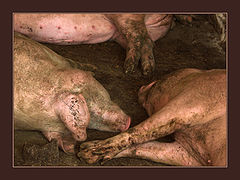 фото "Animal Farm 3 - Bosses are relaxing"